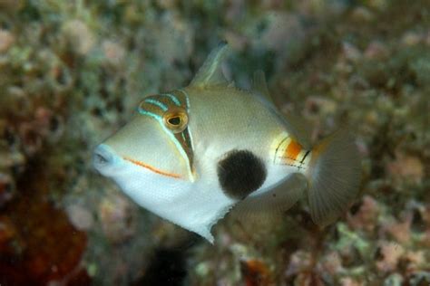 Blackbelly Triggerfish ( Rhinecanthus verrucosus ) .